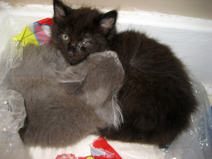 BelleandSebastian-Kittens